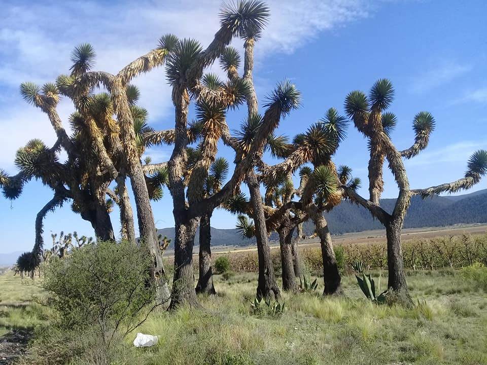 Yucca filifera 